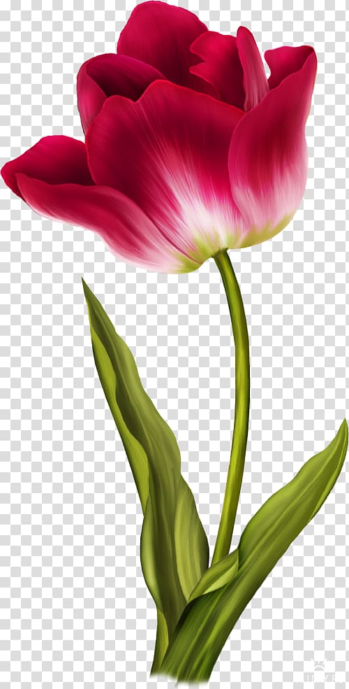 Tulip, Tulip transparent background PNG clipart