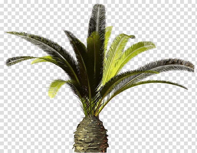 Tree Arecaceae , tree transparent background PNG clipart