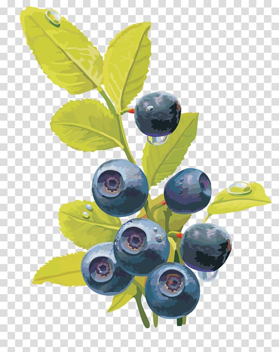 Bilberry Blueberry Fruit Red raspberry, blueberry transparent background PNG clipart