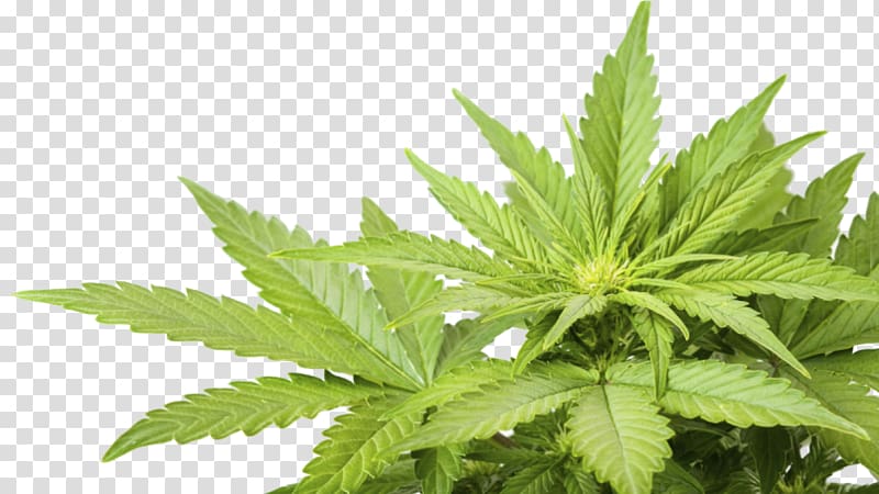 Cannabis sativa Medical cannabis Hemp Cannabidiol, Cannabis Ruderalis transparent background PNG clipart