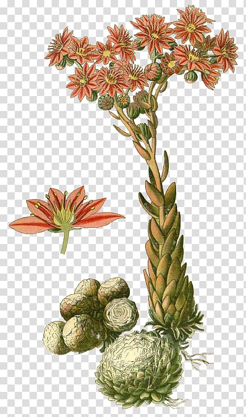 Common houseleek Sempervivum arachnoideum Drawing Echeveria, Daucus Carota transparent background PNG clipart