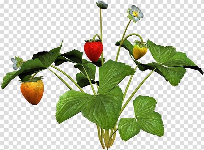 Wild strawberry Fruit Aedmaasikas, Strawberry child transparent background PNG clipart