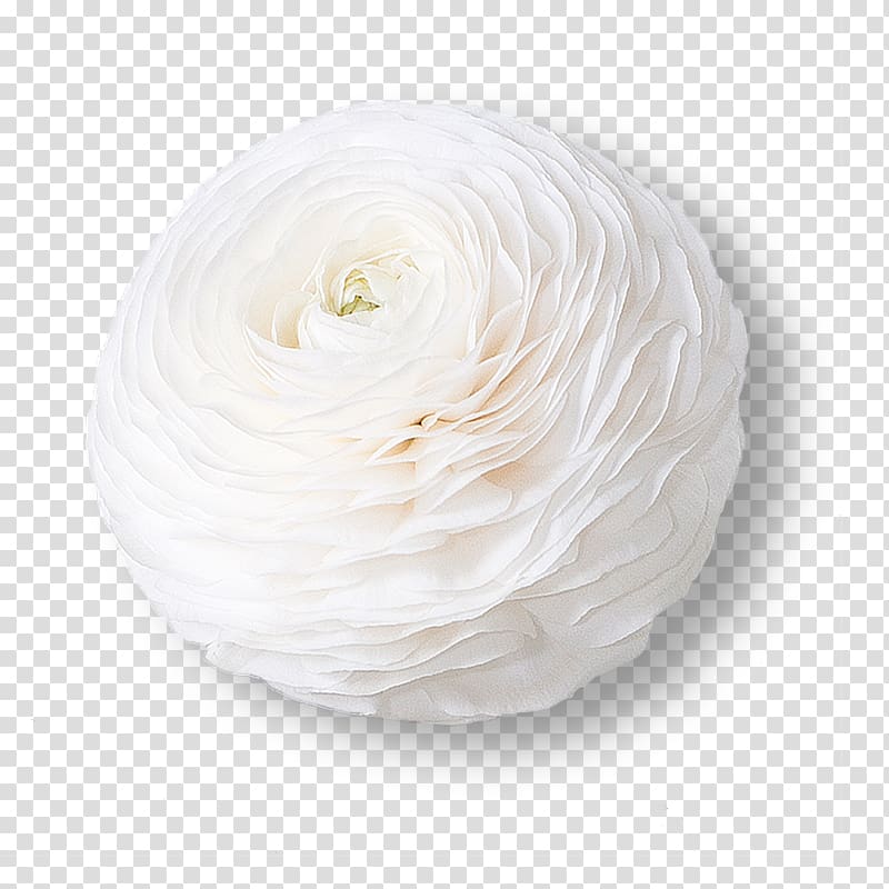 White Flower Ranunculus asiaticus Petal Color, flower transparent background PNG clipart