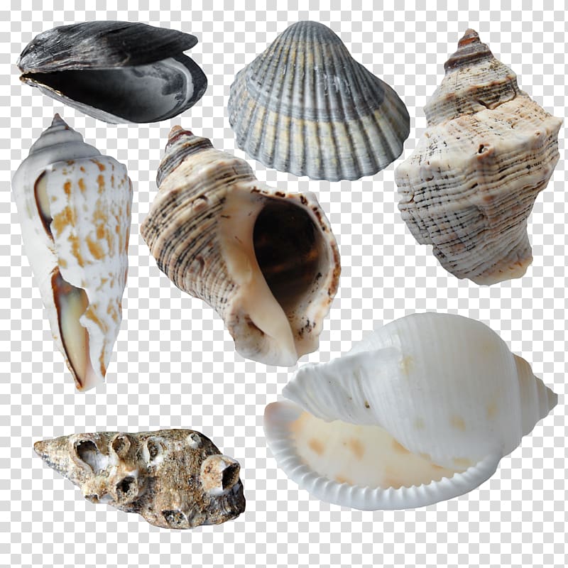 Cockle Seashell Oyster Scallop Conchology, Conch scallop Collection transparent background PNG clipart