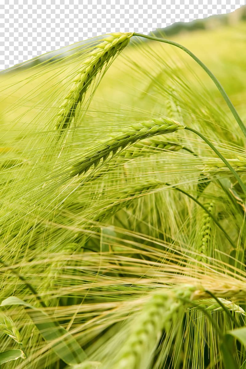 Wheat Crop High-definition television Barley , Rice background transparent background PNG clipart