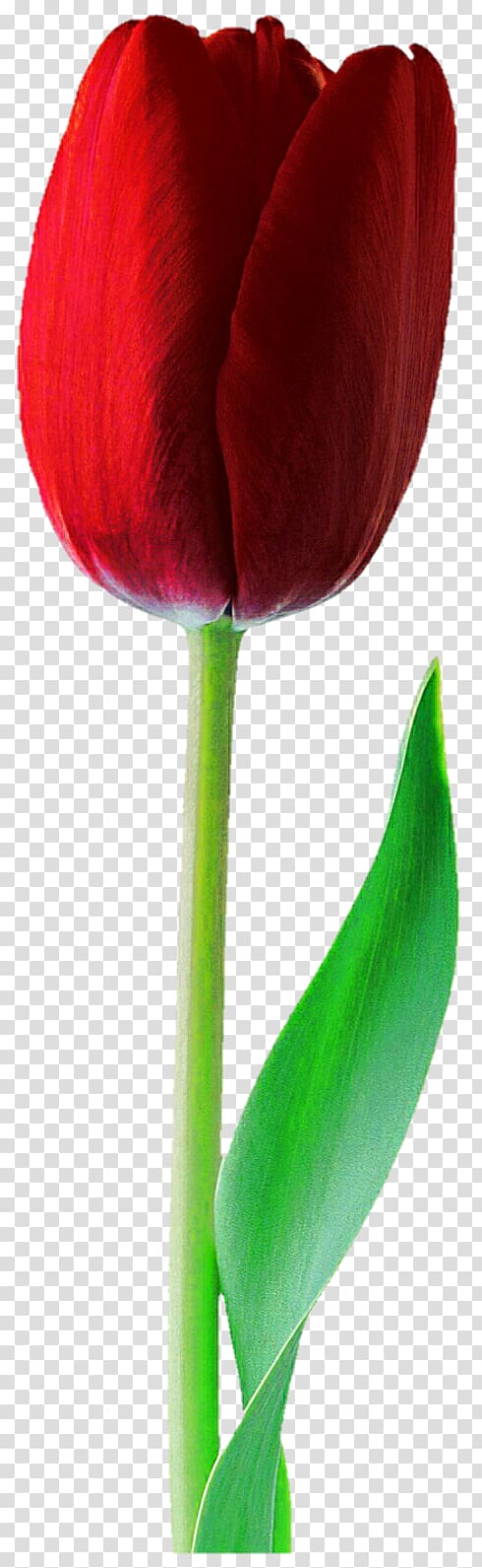 Tulip Cut flowers Amaryllis belladonna, tulip transparent background PNG clipart