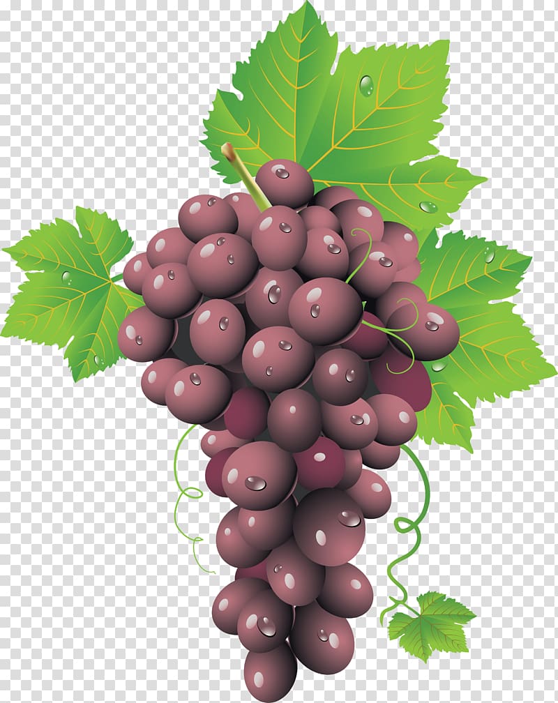 Common Grape Vine Wine Grape leaves, Red Grape transparent background PNG clipart
