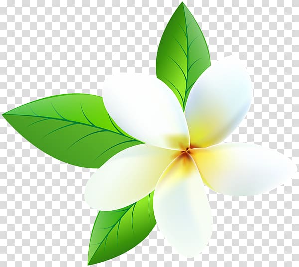 Desktop Frangipani Portable Network Graphics , frangipani transparent background PNG clipart