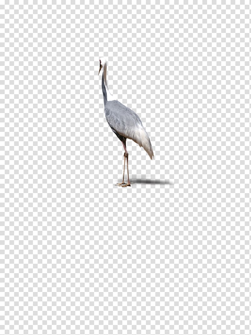Crane Water bird Beak Seabird, Top single crane, animals, birds transparent background PNG clipart