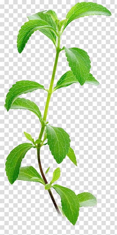 Candyleaf Stevia Plants Sugar substitute Stevioside, herb leaf transparent background PNG clipart