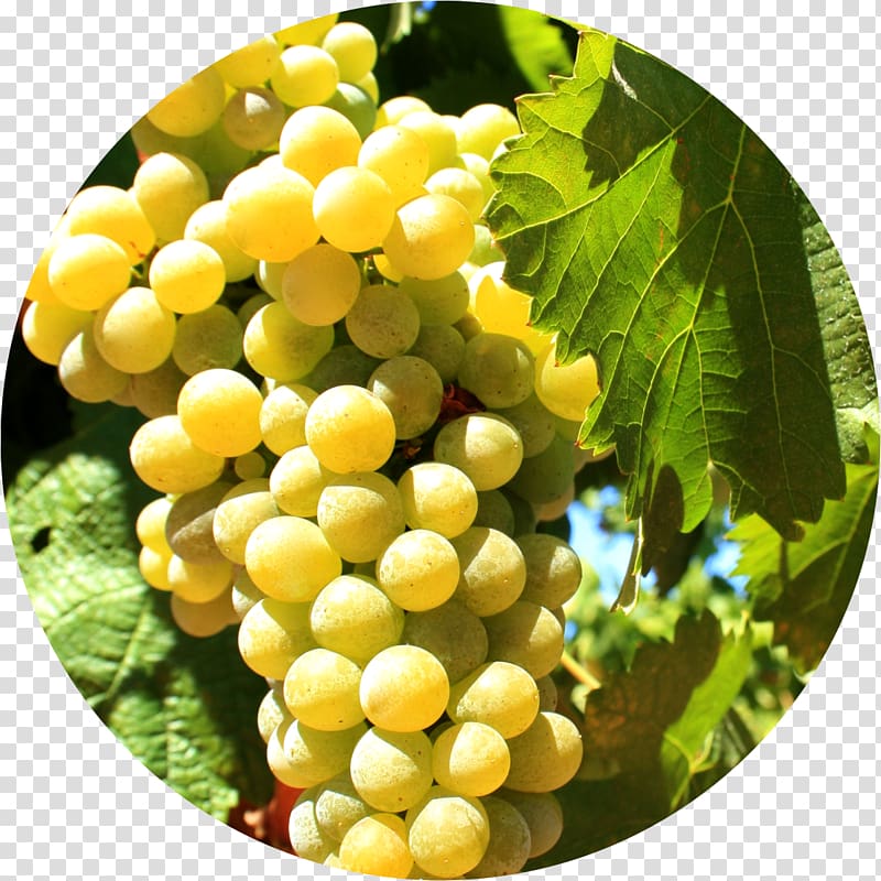 Sultana Alicante Bouschet Varietal France Grape, types of wine grapes transparent background PNG clipart