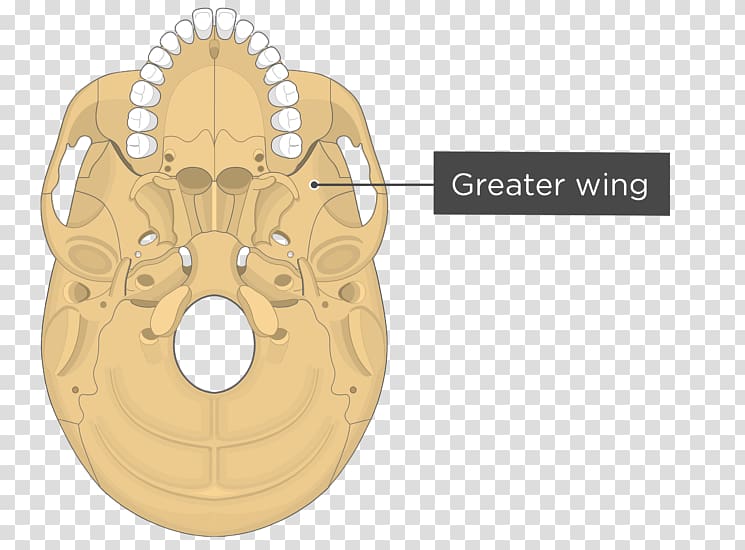 Pterygoid processes of the sphenoid Medial pterygoid muscle Sphenoid bone Lateral pterygoid muscle Pterygoid hamulus, skull transparent background PNG clipart