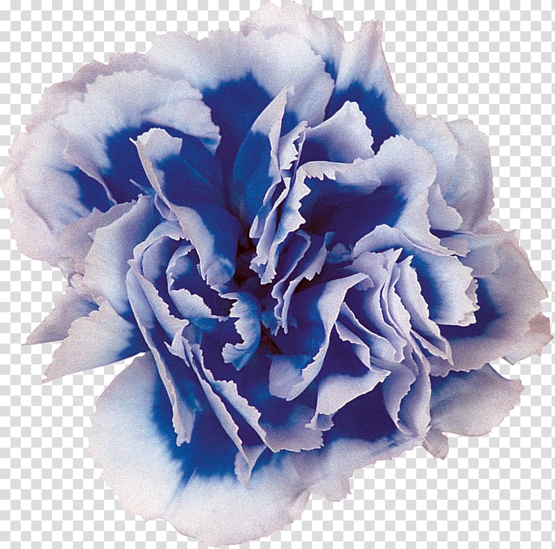 Blue Cut flowers Centifolia roses Carnation, CARNATION transparent background PNG clipart