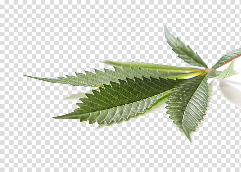 Medical cannabis Cannabidiol Hemp Leaf, pot leaf transparent background PNG clipart