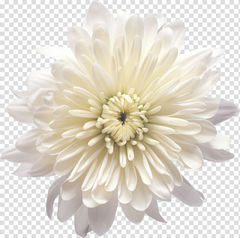 Chrysanthemum xd7grandiflorum Flower White , Cartoon creative decorative floral flowers transparent background PNG clipart
