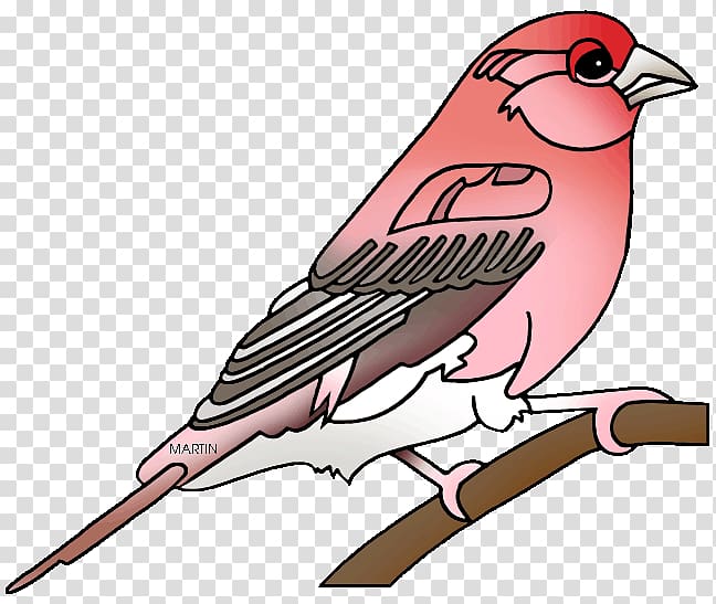 Finches Purple finch Zebra finch , others transparent background PNG clipart