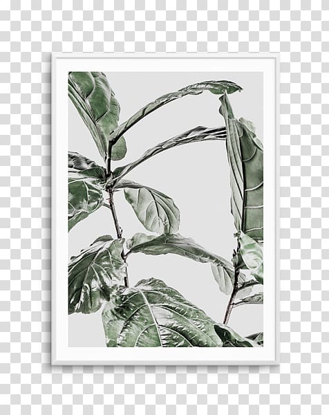 Fiddle-leaf fig Common fig Abstract Plakat naukowy Fine-art , fig printing transparent background PNG clipart
