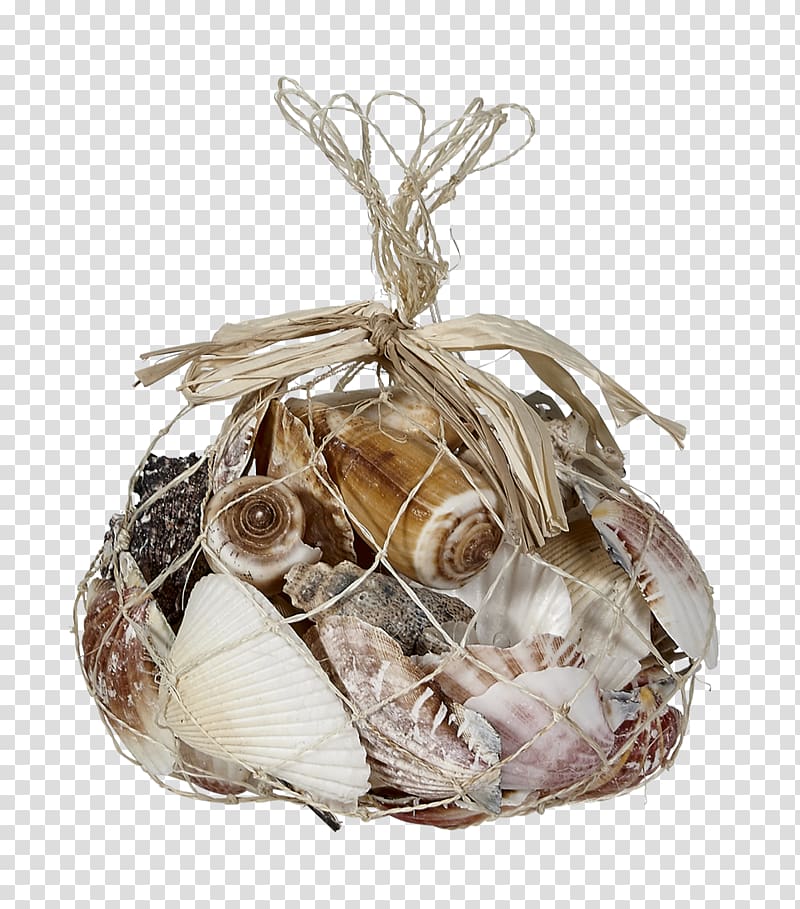 Seashell Conch Sea snail Lambis Beach, seashell transparent background PNG clipart