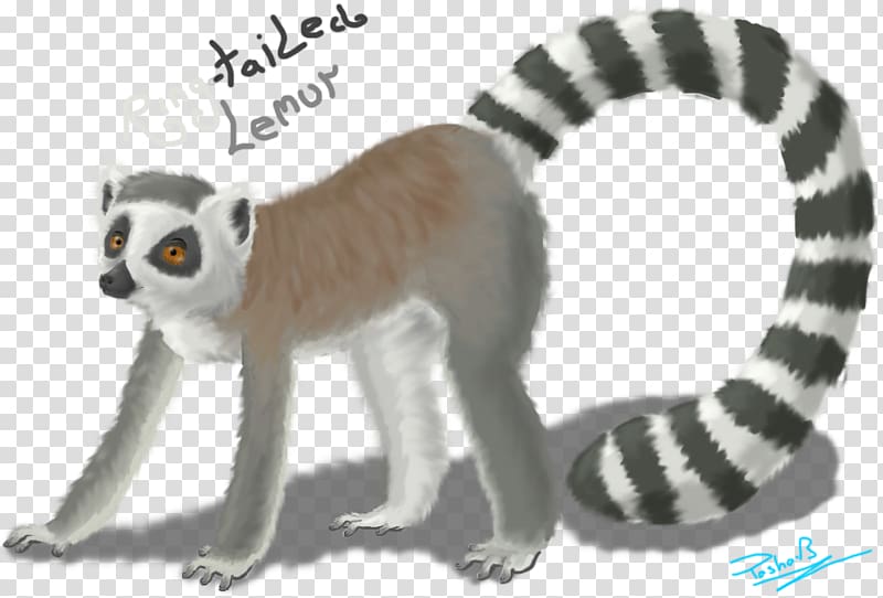 Lemurs Cat Monkey Terrestrial animal Tail, Ring tailed lemur transparent background PNG clipart