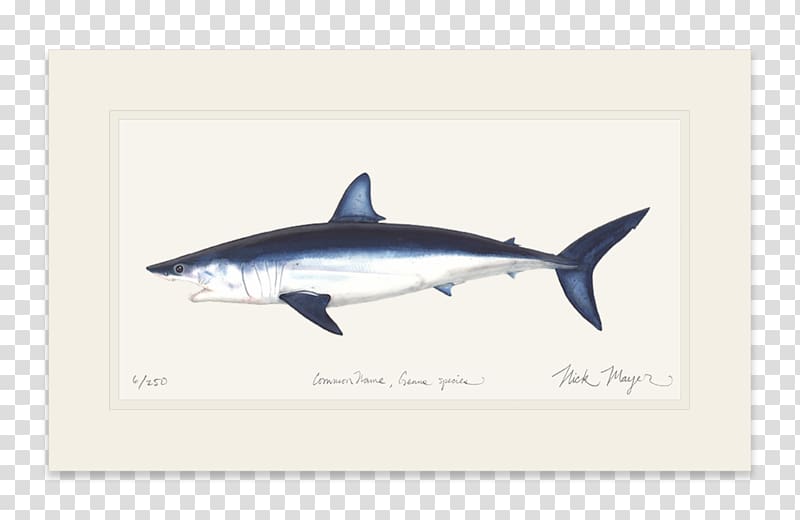 Great white shark Isurus oxyrinchus International Game Fish Association Fin, shark fin transparent background PNG clipart