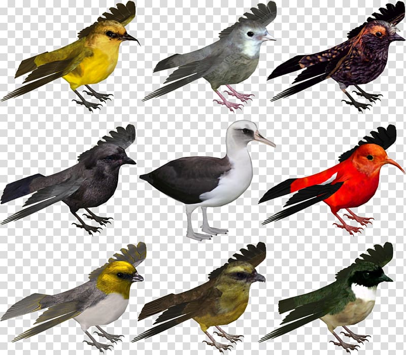 Zoo Tycoon 2 Hawaii Bird Wiki, Zoo Tycoon 2 transparent background PNG clipart