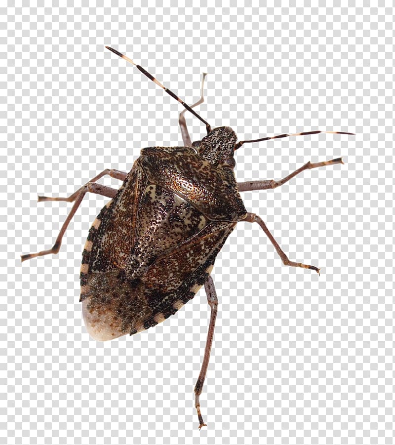 Insect Brown marmorated stink bug True bugs , insect transparent background PNG clipart