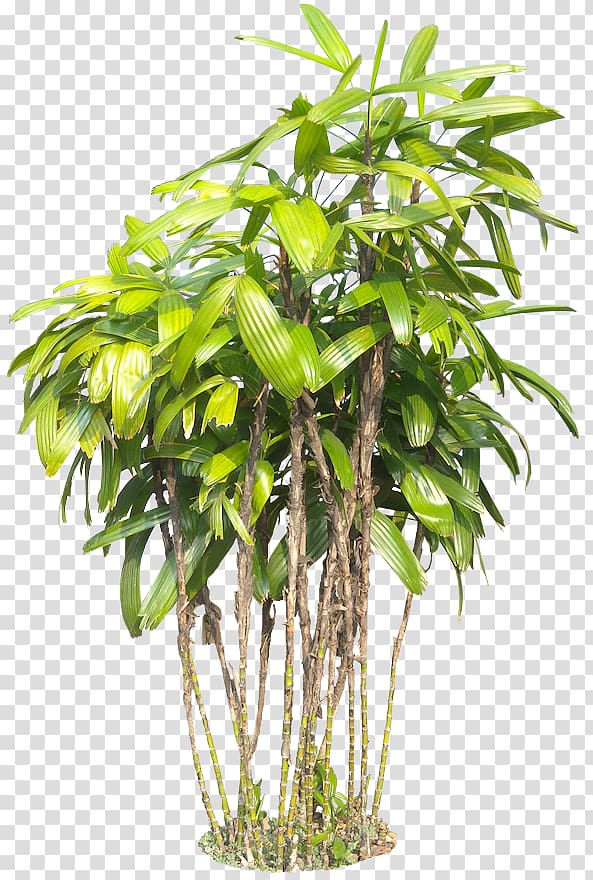 Plant Tree Subtropics, tropical transparent background PNG clipart
