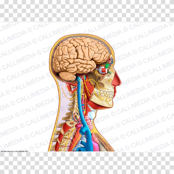 Head and neck cancer Head and neck cancer Organ Anatomy, others transparent background PNG clipart