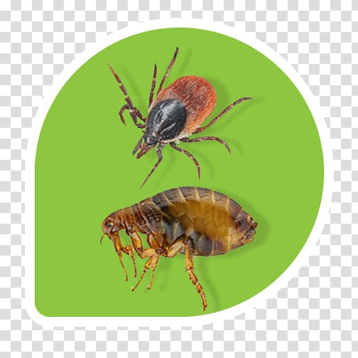 Lawn Insect Flea Pest Control, flea transparent background PNG clipart