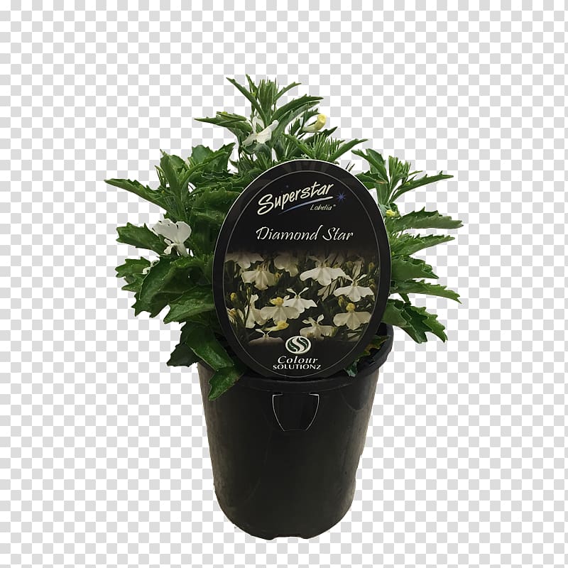 Flowerpot Shihas Holdings Ornamental plant Shrub Garden, lobelia transparent background PNG clipart