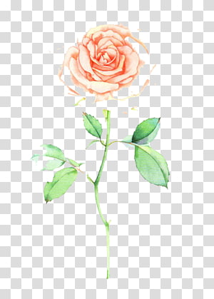 watercolor flowers transparent background PNG clipart thumbnail