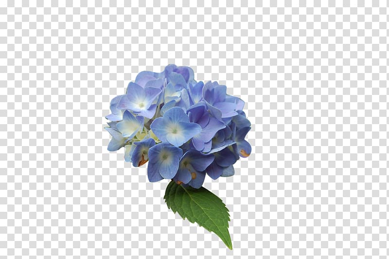 Blue Hydrangea Flower, hydrangea transparent background PNG clipart