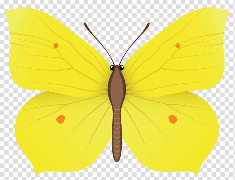 yellow and brown butterfly illustration, Nymphalidae Pieridae Moth Butterfly Wing, Yellow Butterfly transparent background PNG clipart