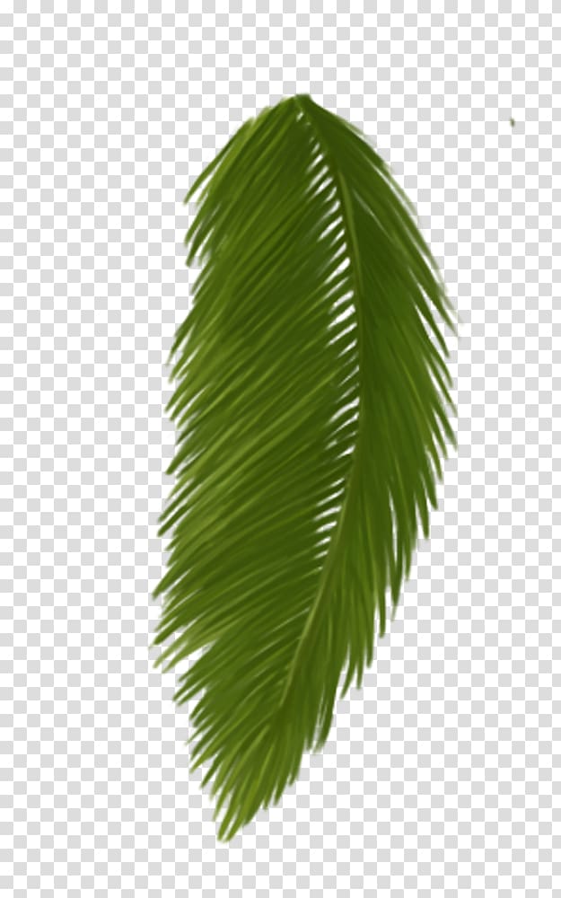 Asian palmyra palm Leaf Plant stem Borassus, Leaf transparent background PNG clipart