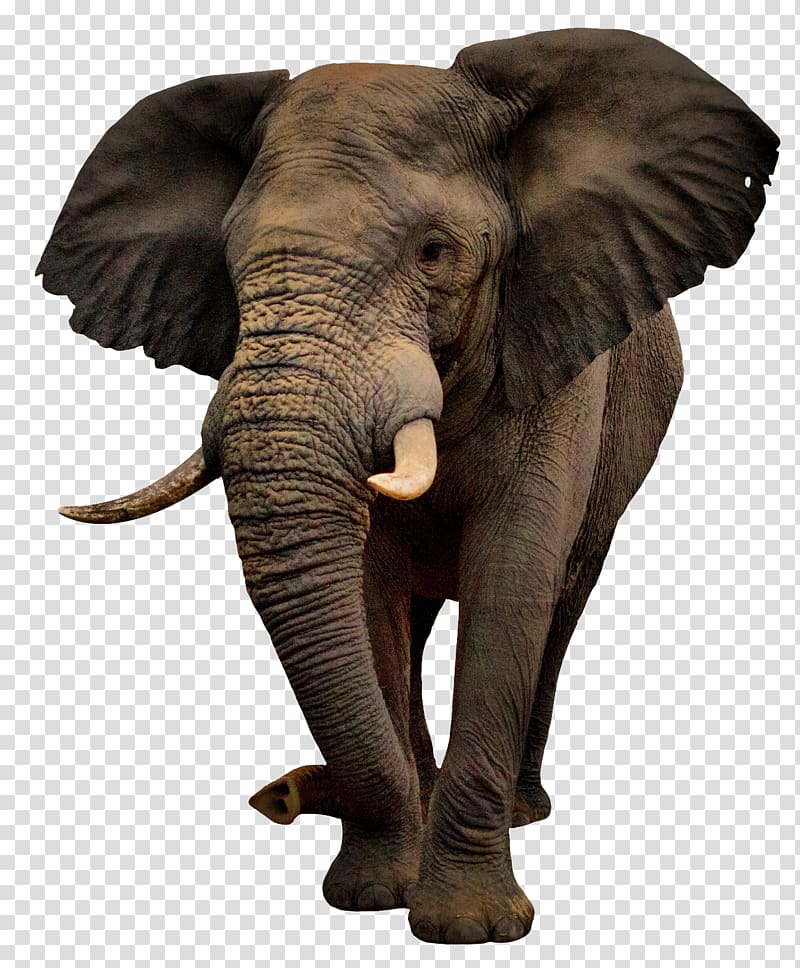 brown elephant illustration, African bush elephant, elephants transparent background PNG clipart