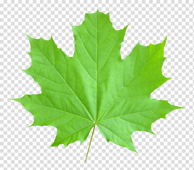 maple leaf , Maple leaf , Maple Leaf transparent background PNG clipart