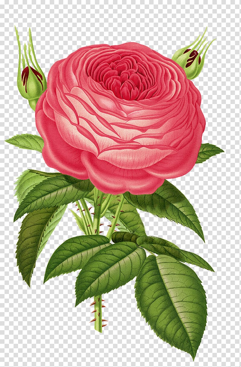 pink rose flower illustration, Old Roses and English Roses Heirloom roses Flower Garden roses, vintage transparent background PNG clipart