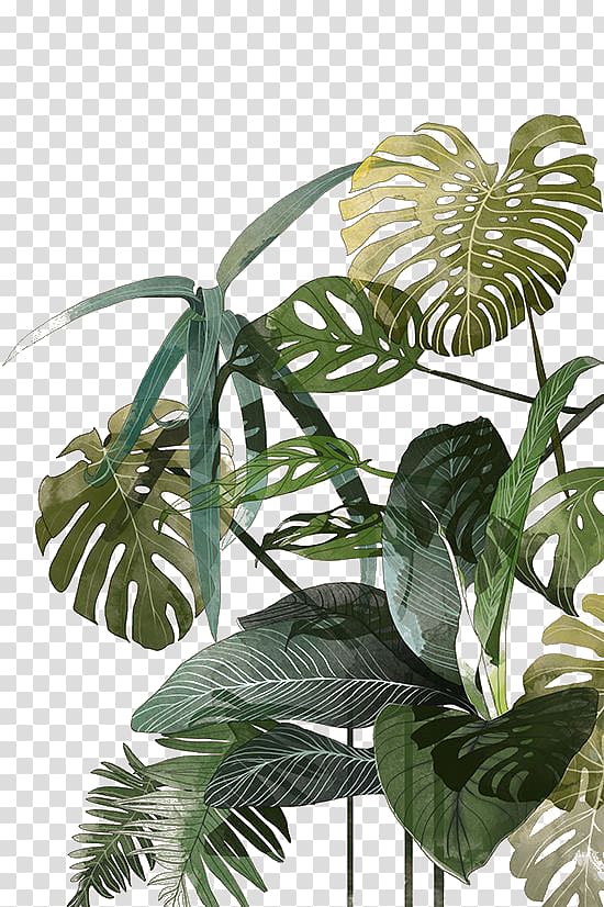 Botanical illustration Drawing Watercolor painting Tropics Illustration, Palm leaf, green leafed plant transparent background PNG clipart