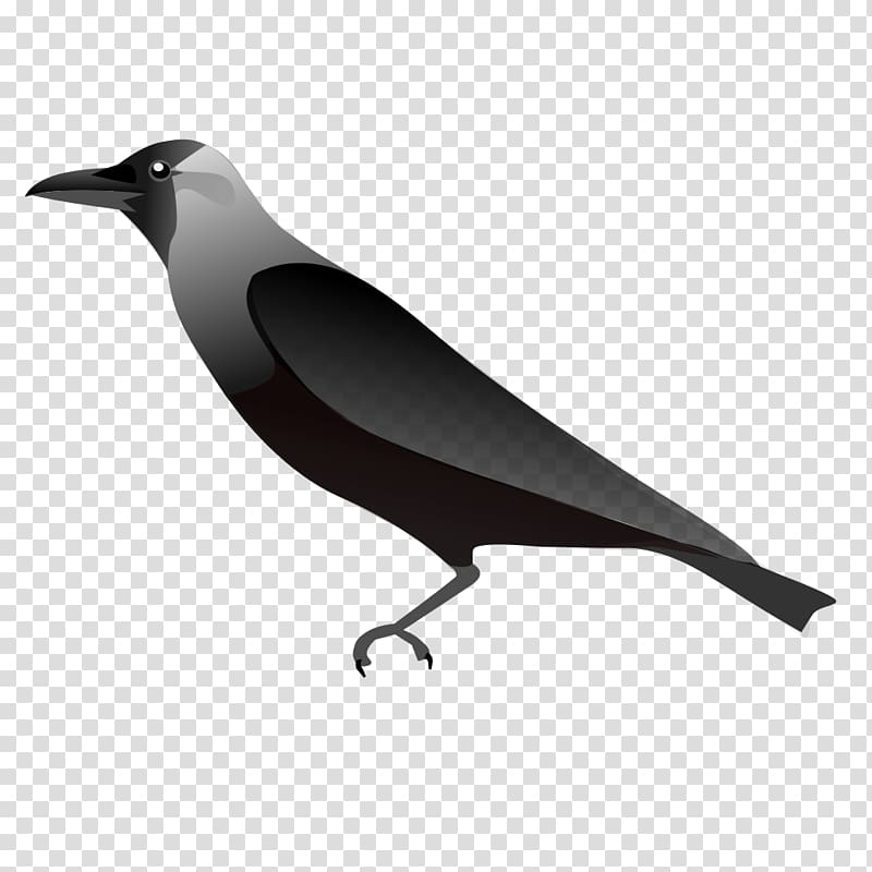 American crow, crow transparent background PNG clipart