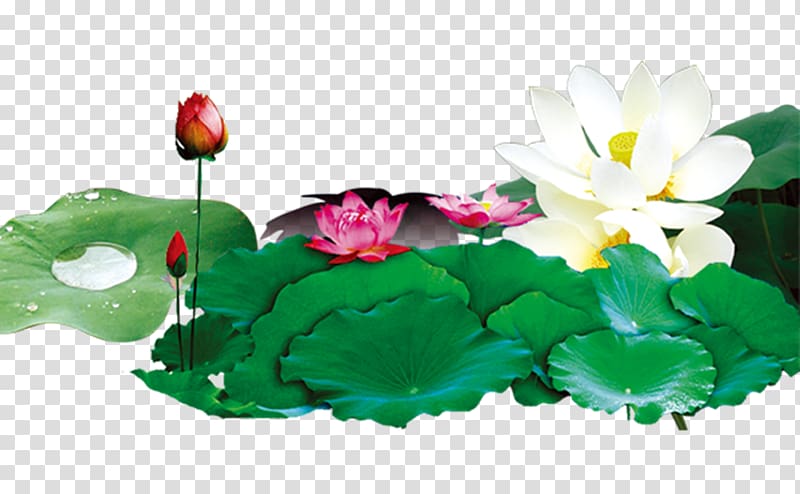 China Nelumbo nucifera Lotus effect, Lotus scenery transparent background PNG clipart