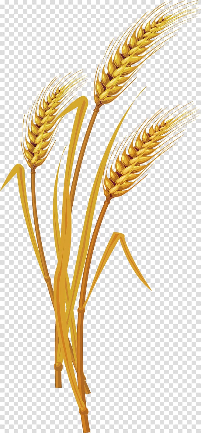 grain illustration, Euclidean Vecteur, wheat creative design large diagram transparent background PNG clipart