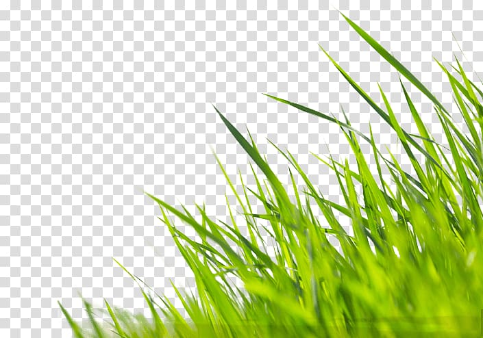 Fototapet paste Tapetklister Green , creative grass transparent background PNG clipart