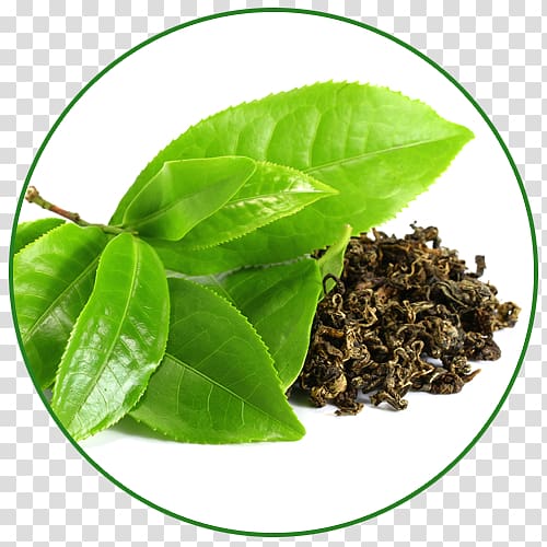 Green tea Camellia sinensis Dandelion coffee Drink, green tea transparent background PNG clipart