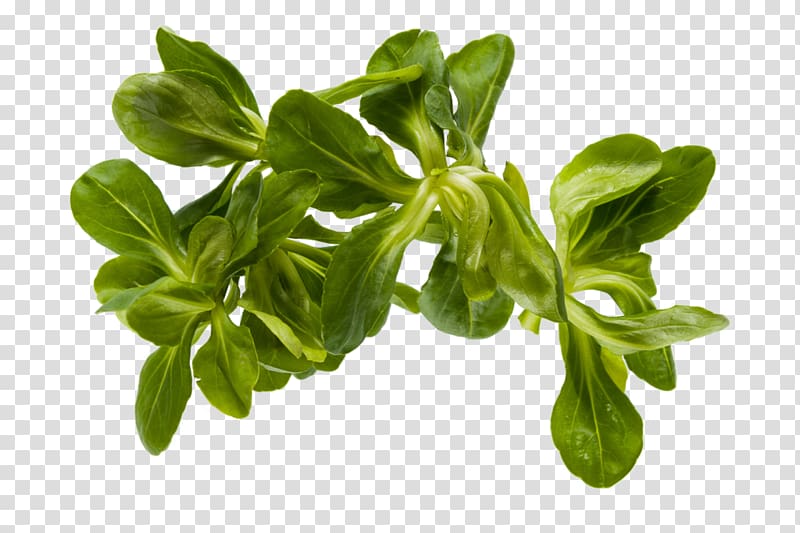 Leaf vegetable Valerian Spinach Lettuce, Leaf transparent background PNG clipart