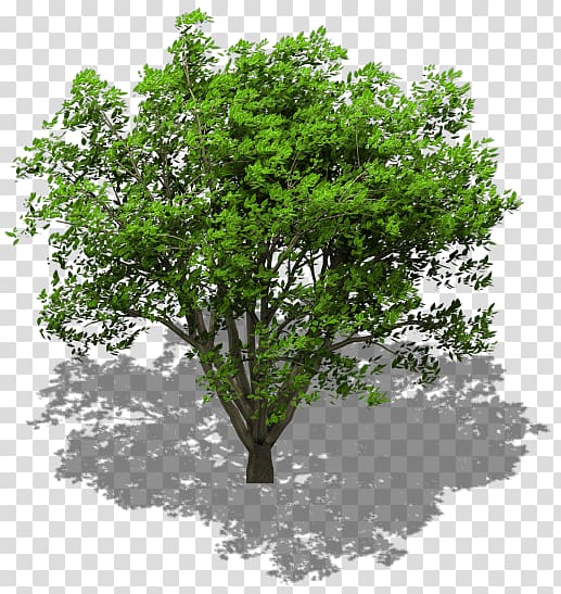 Tree Lindens Maple Oak , tree timeline transparent background PNG clipart
