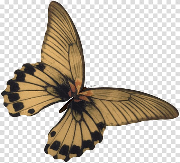 Butterfly Kelebek Mobilya Sanayi ve Ticaret AS , Papillon transparent background PNG clipart