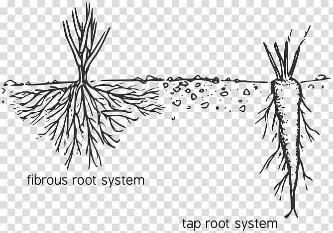 Fibrous root system Taproot Diagram Plant, Root Of The Plant transparent background PNG clipart