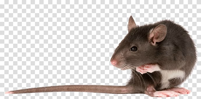 black mouse illustration, Rat Left transparent background PNG clipart