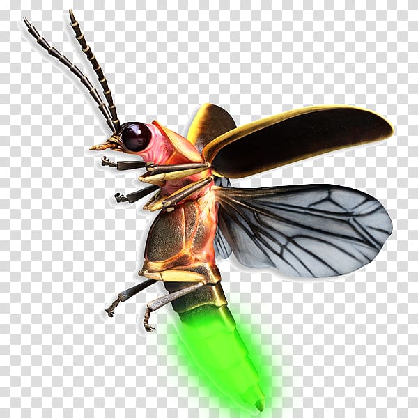 Beetle Firefly Mosquito Drawing, beetle transparent background PNG clipart