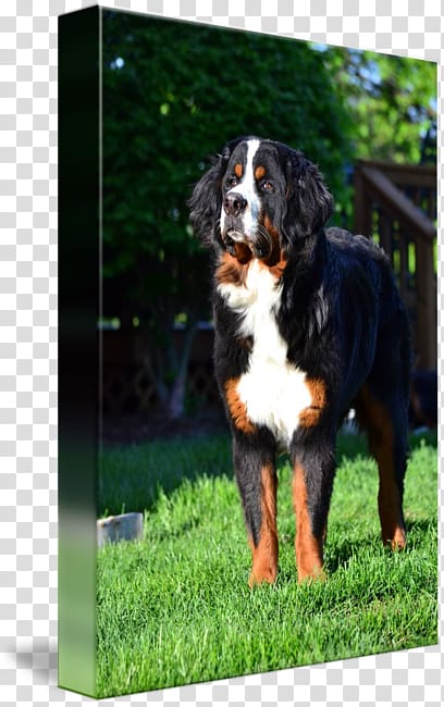 Bernese Mountain Dog Greater Swiss Mountain Dog Dog breed Entlebucher Mountain Dog, Bernese Mountain Dog transparent background PNG clipart